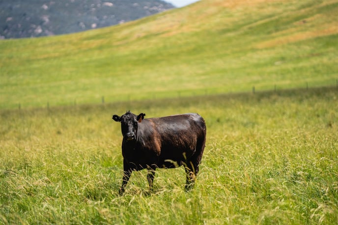 AGRIPROVE_COSTELLOFARM_MattBeaver_SA907332_FINAL-jpg